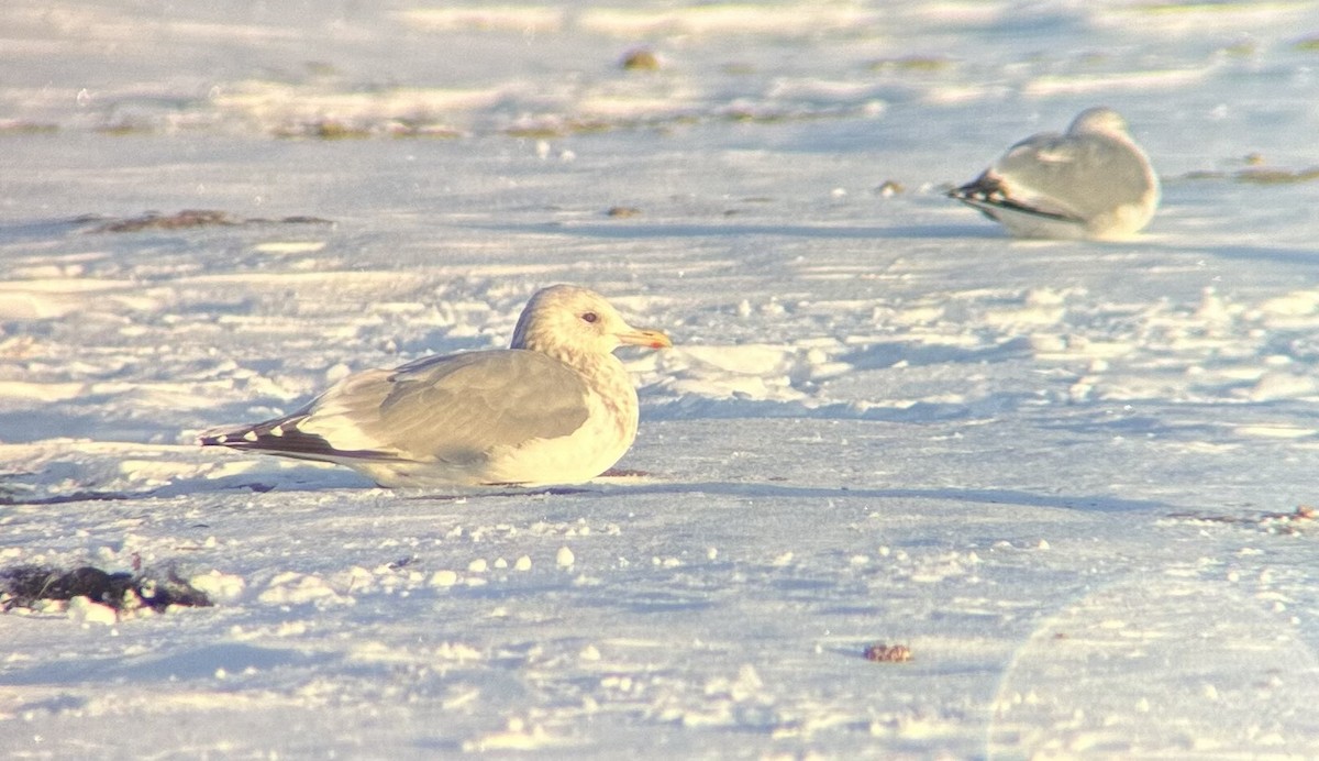 eBird Checklist 15 Jan 2024 Asotin County Regional Landfill 15