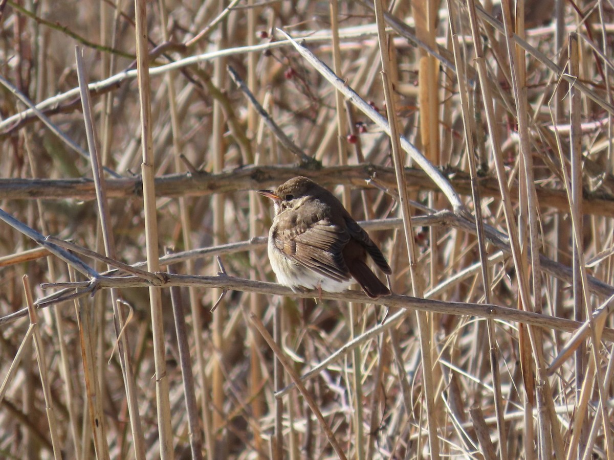 Pennsylvania Bird Atlas Checklist 15 Jan 2024 Presque Isle State   1200