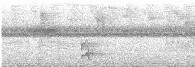 Swallow-tailed Manakin - ML613600006