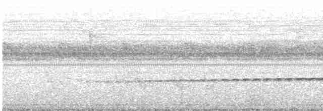 Perlenmantel-Ameisenwürger - ML613600069