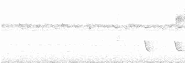 Белокрылый бекард - ML613600080