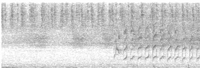Weißbinden-Ameisenvogel - ML613600137