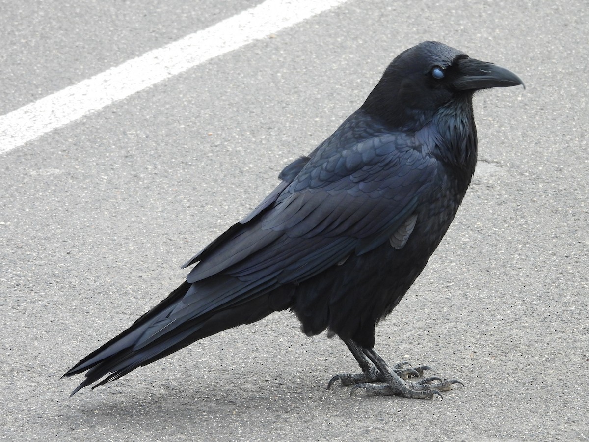 Common Raven - ML613600139