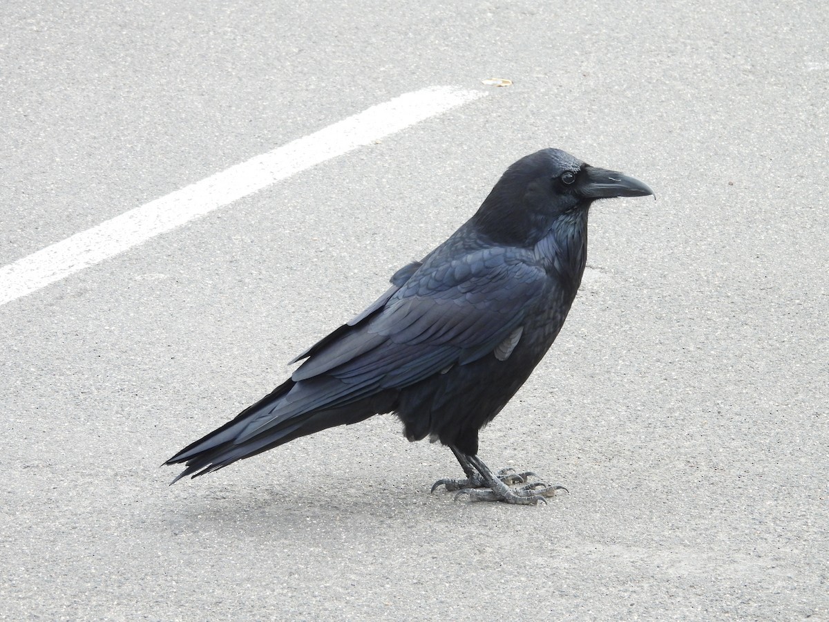 Common Raven - ML613600140