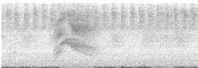 Длиннохвостая батара - ML613600154