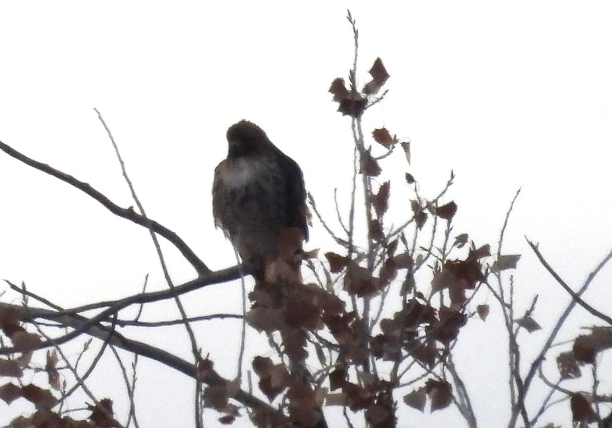 Red-tailed Hawk - ML613600226
