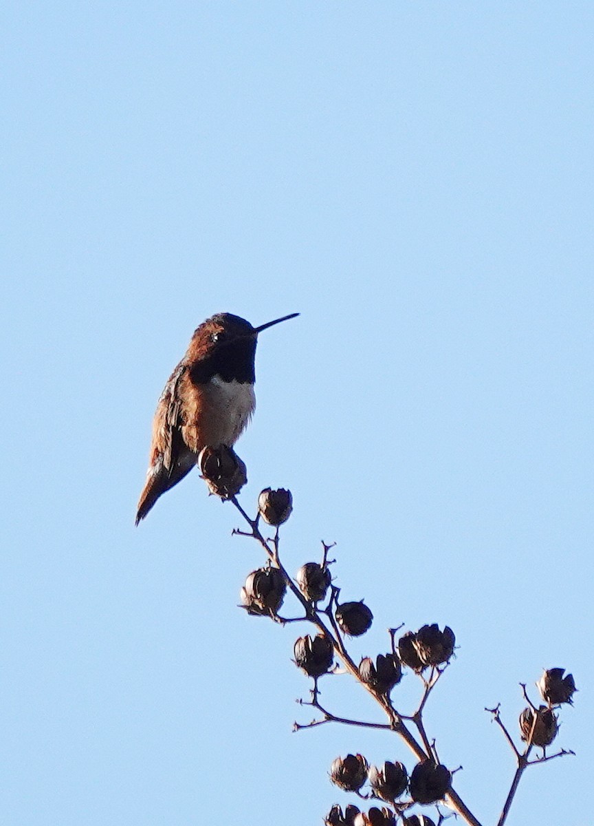 Allen's Hummingbird - ML613600266