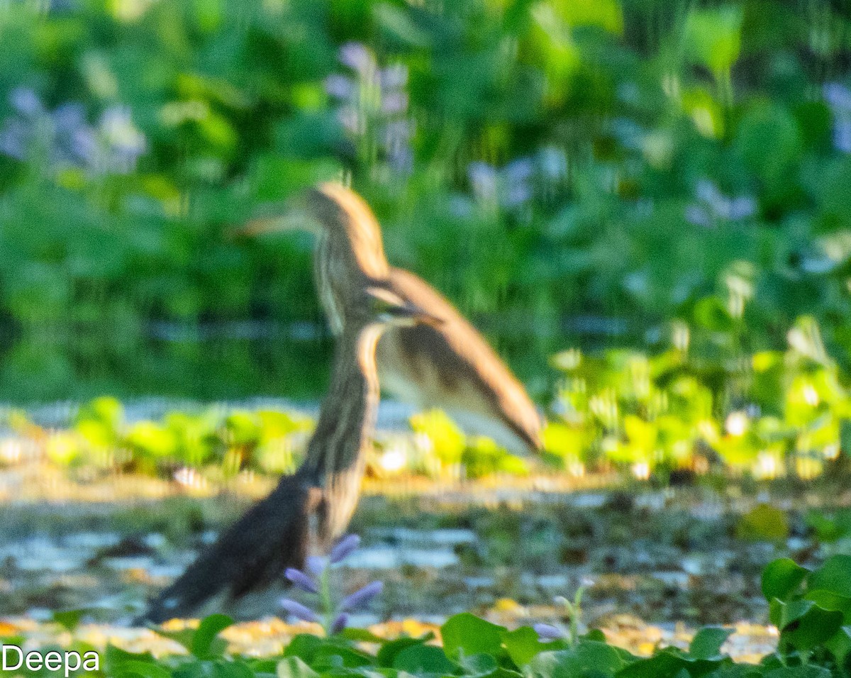 Indian Pond-Heron - Deepa Wimalasena