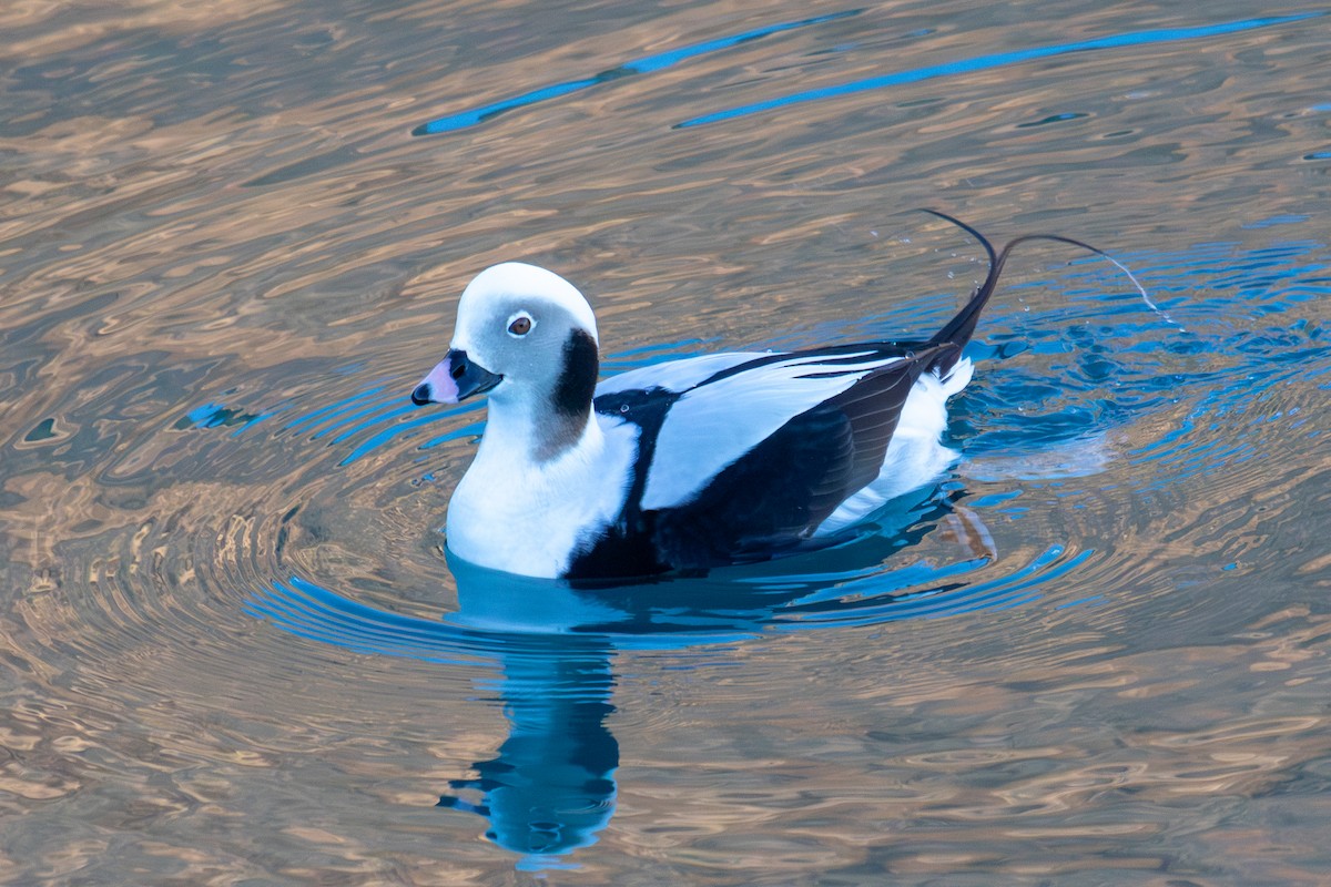 Long-tailed Duck - ML613601156