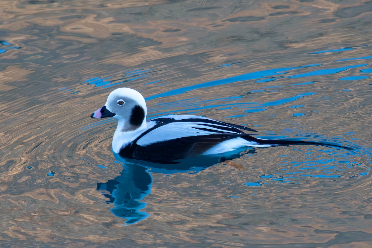 Long-tailed Duck - ML613601157