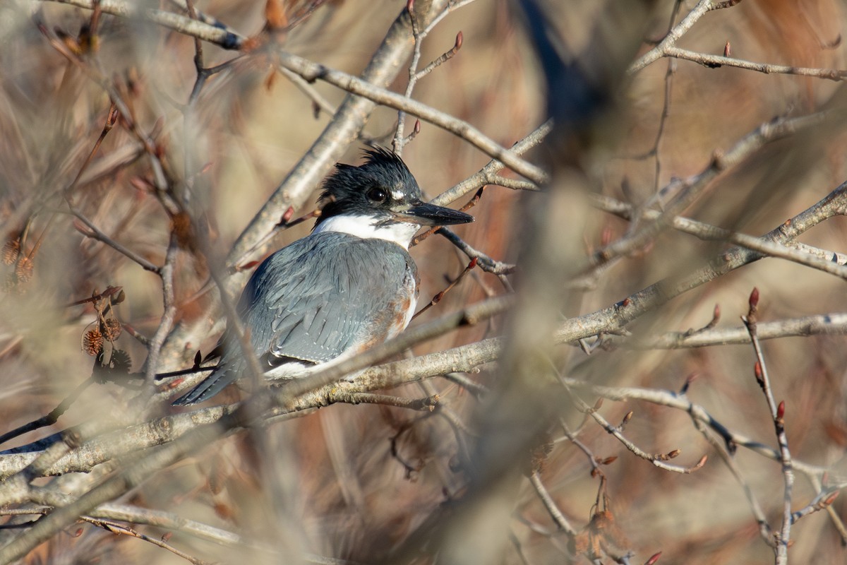 Belted Kingfisher - ML613601183