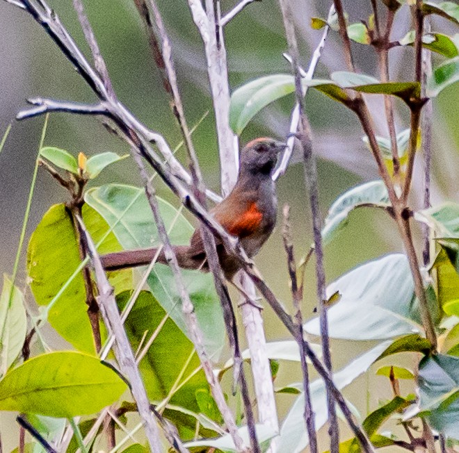 Cinereous-breasted Spinetail - ML613601466