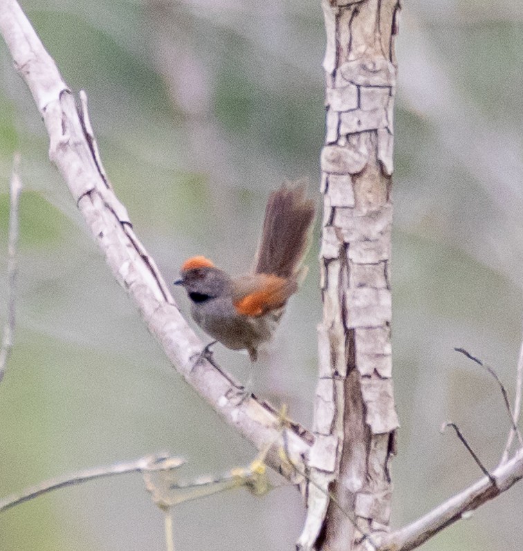 Cinereous-breasted Spinetail - ML613601467