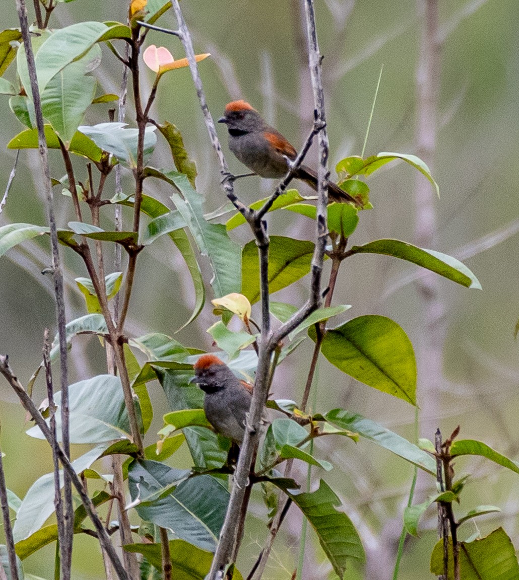 Cinereous-breasted Spinetail - ML613601471