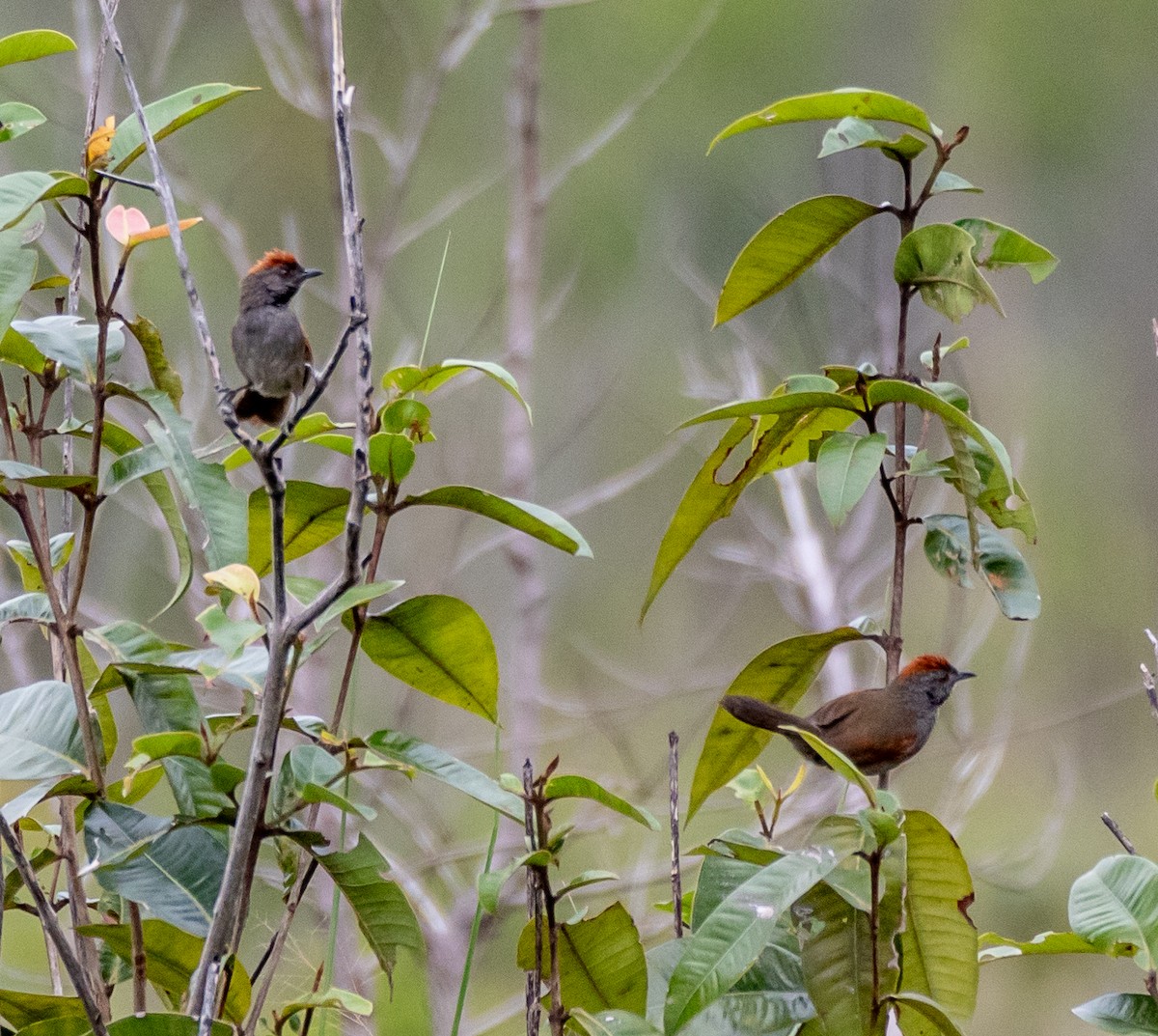 Cinereous-breasted Spinetail - ML613601473