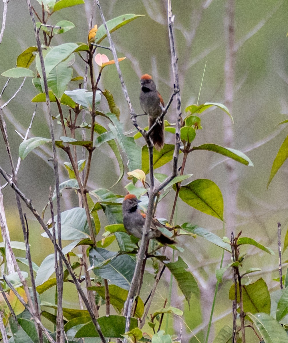 Cinereous-breasted Spinetail - ML613601476