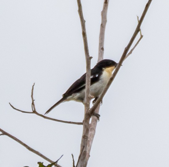White-rumped Tanager - ML613601521