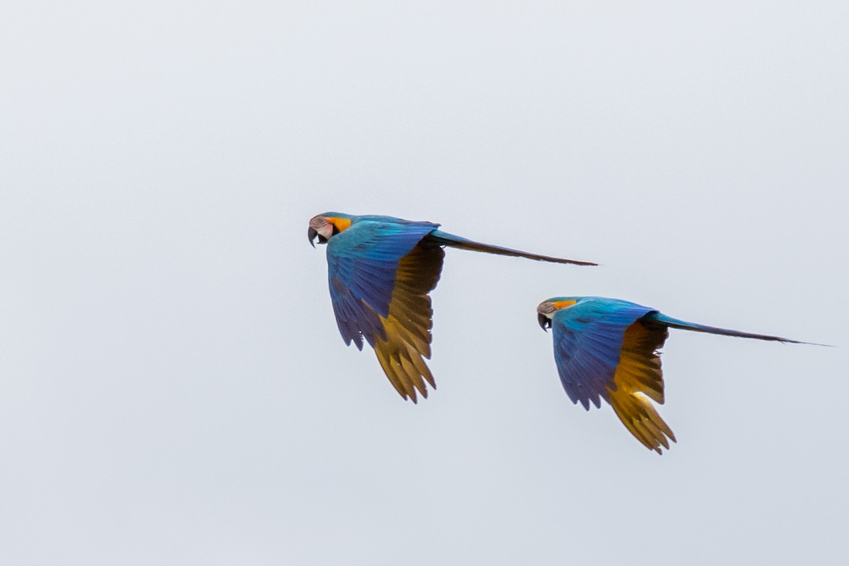 Blue-and-yellow Macaw - ML613601527