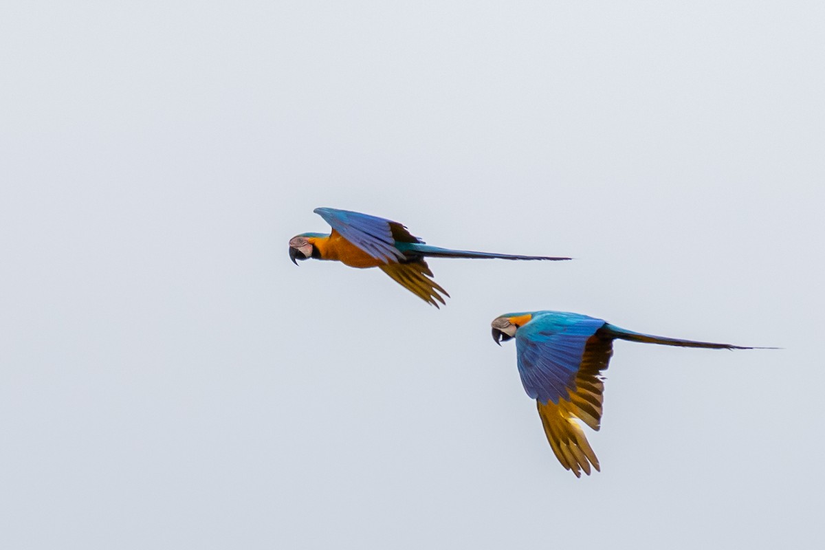 Blue-and-yellow Macaw - ML613601529