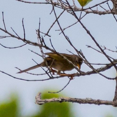 Wedge-tailed Grass-Finch - ML613601557
