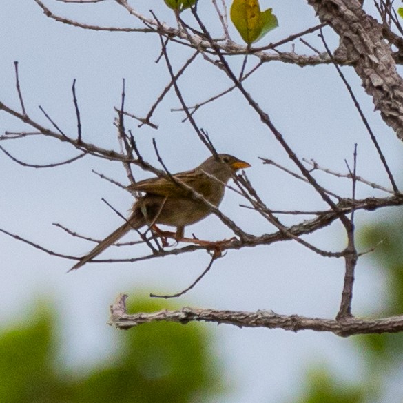 Wedge-tailed Grass-Finch - ML613601558