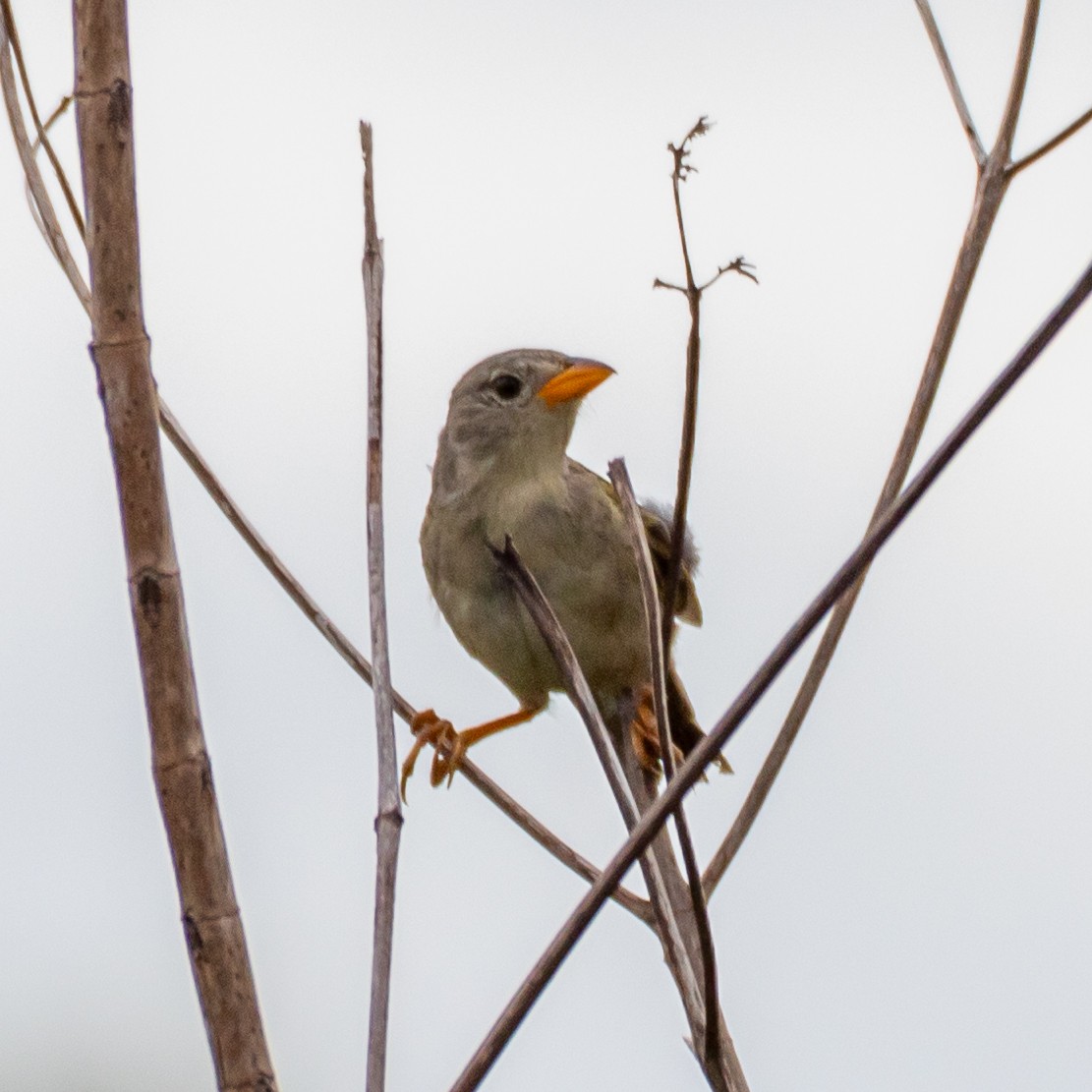 Wedge-tailed Grass-Finch - ML613601559