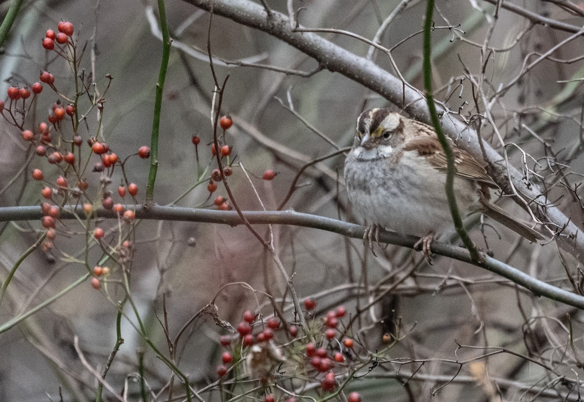 White-throated Sparrow - ML613601660