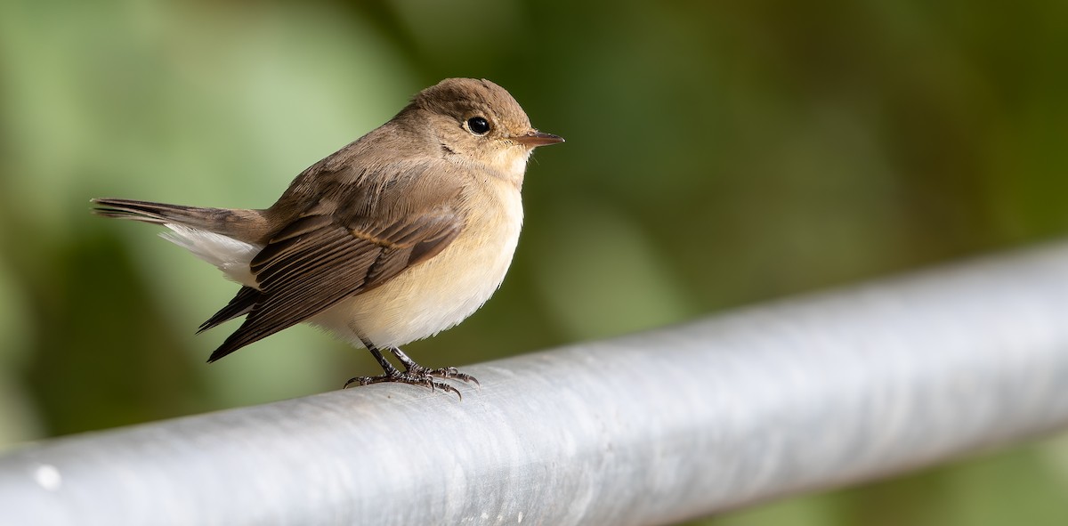 Red-breasted Flycatcher - ML613601722