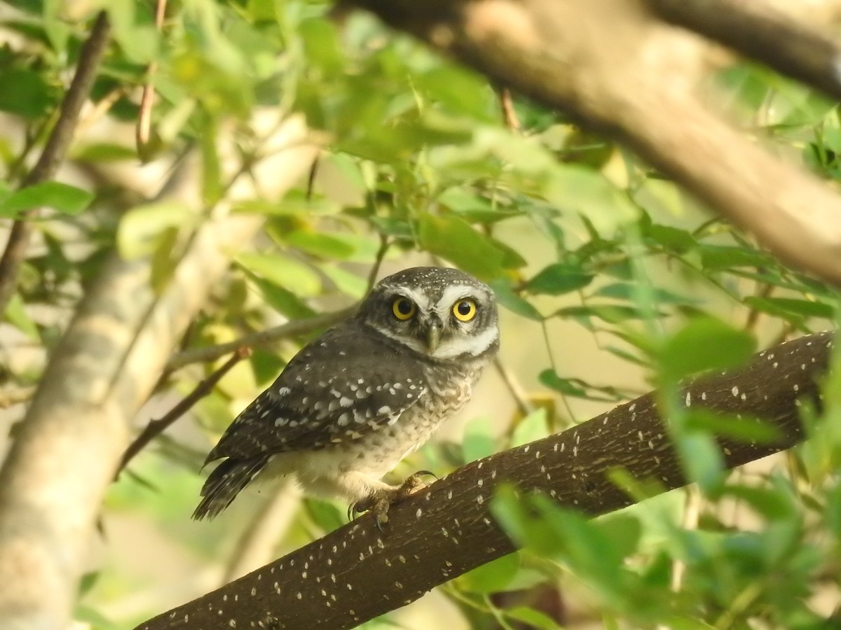 Spotted Owlet - Sudheesh  Mohan