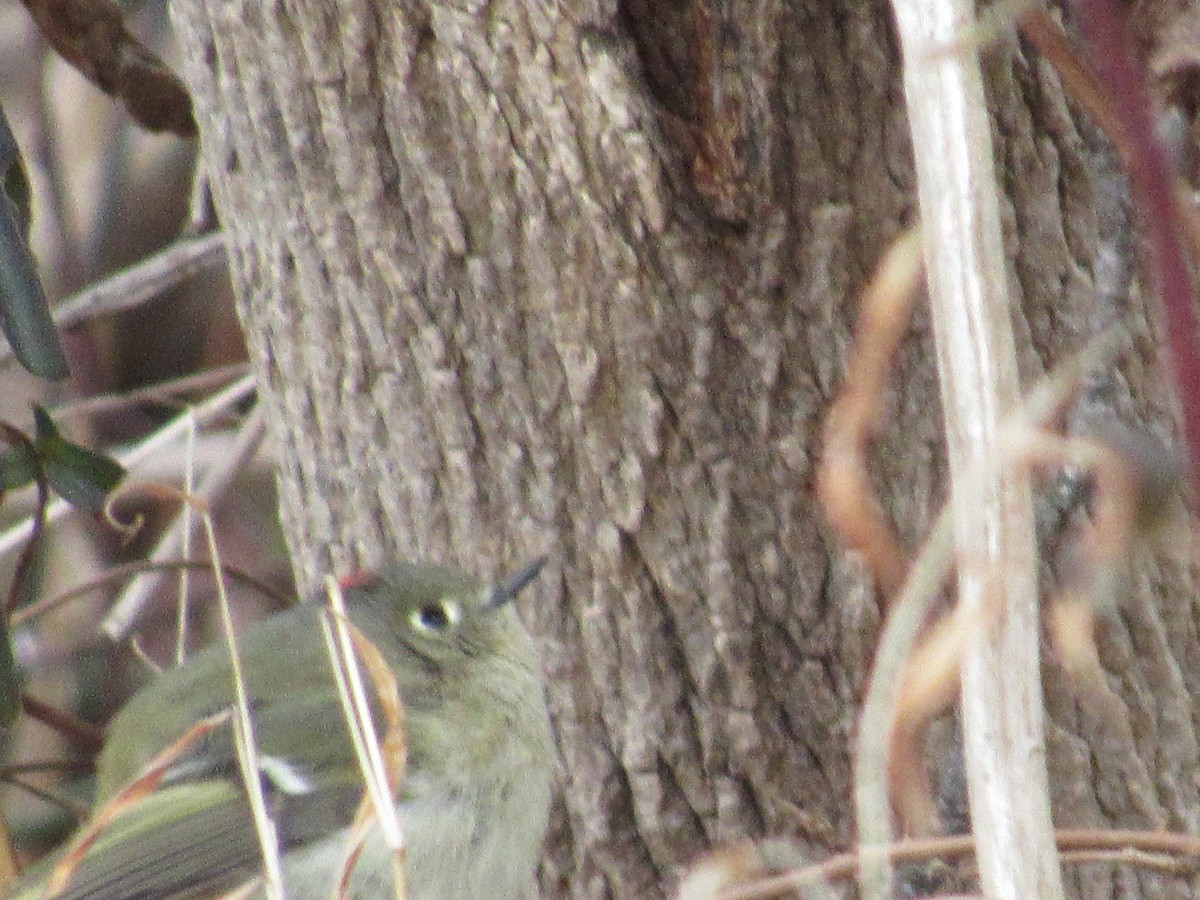 eBird Checklist 14 Jan 2024 5845 Hatchett Mill Road, Spottsville