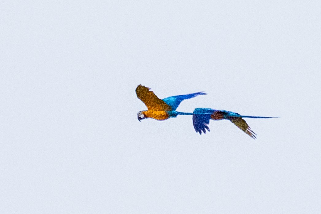 Blue-and-yellow Macaw - ML613601832