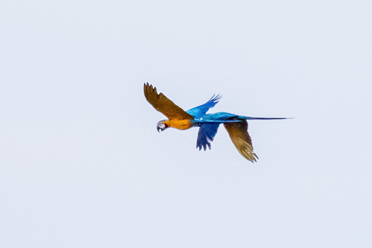 Blue-and-yellow Macaw - ML613601833