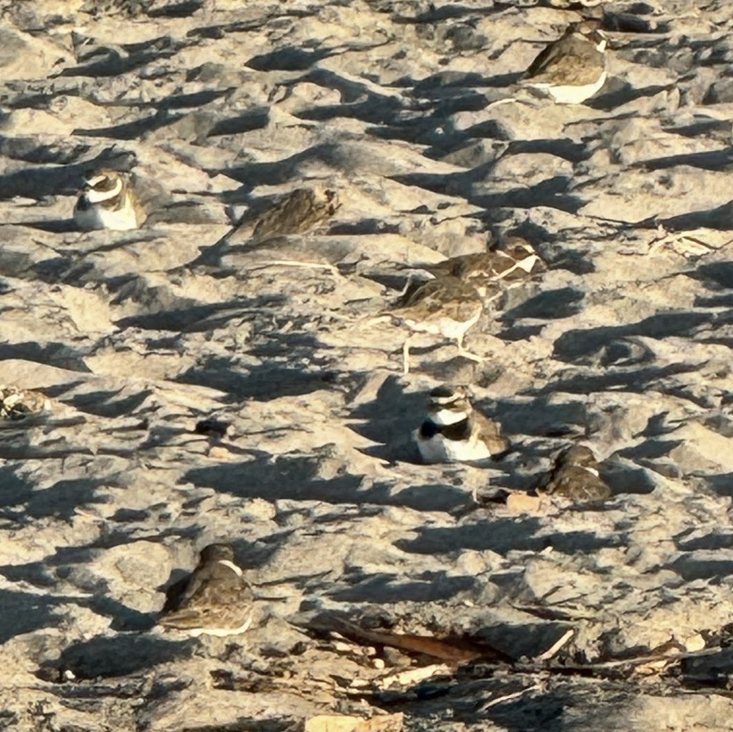 Semipalmated Plover - ML613601854