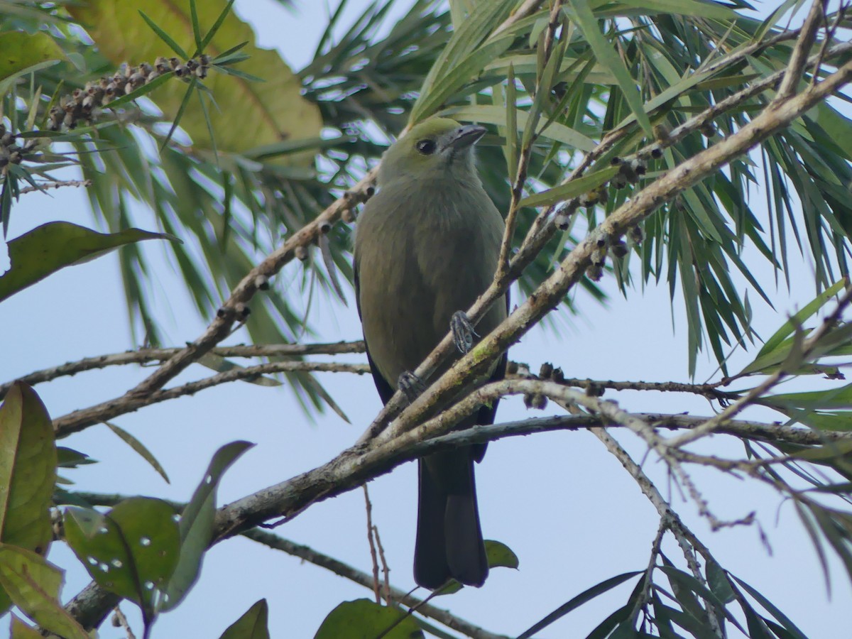 Palm Tanager - ML613601957