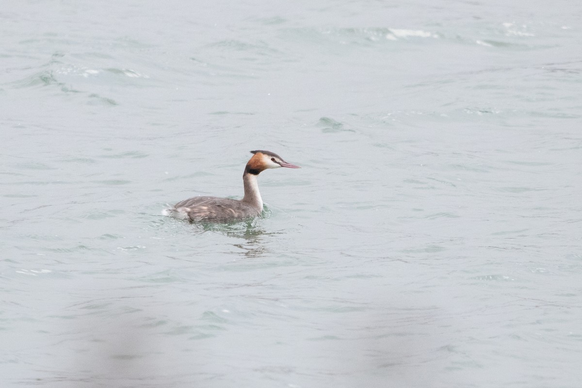 Great Crested Grebe - ML613602169