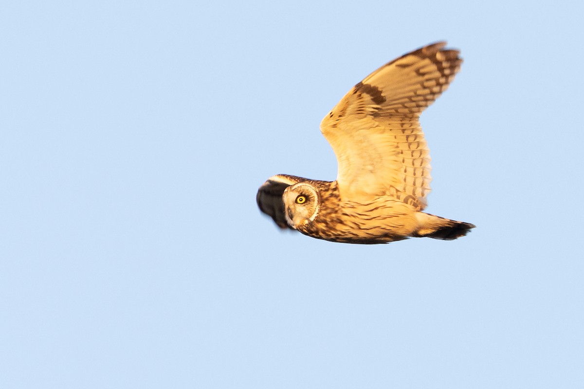 Short-eared Owl - ML613602340