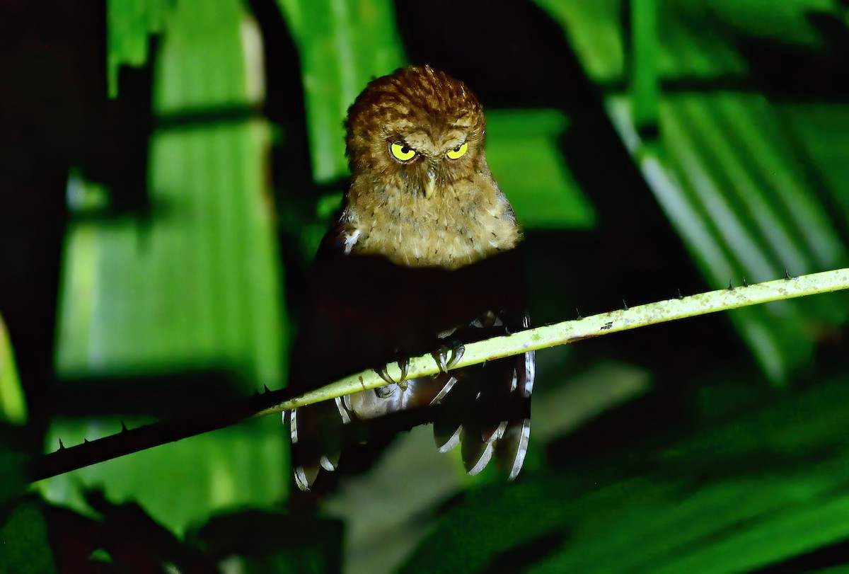 Andaman Scops-Owl - Angshuman Roychoudhury