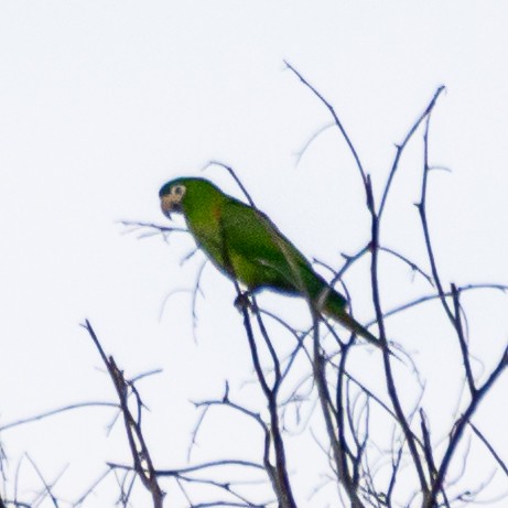 Red-shouldered Macaw - ML613602390