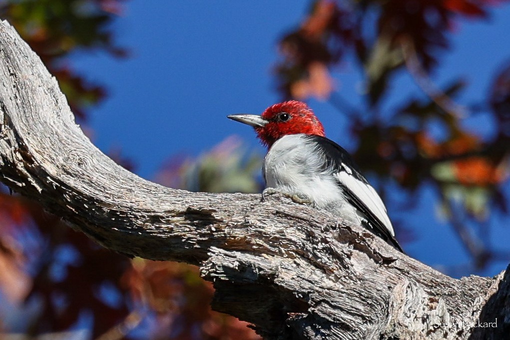 Red-headed Woodpecker - ML613602554
