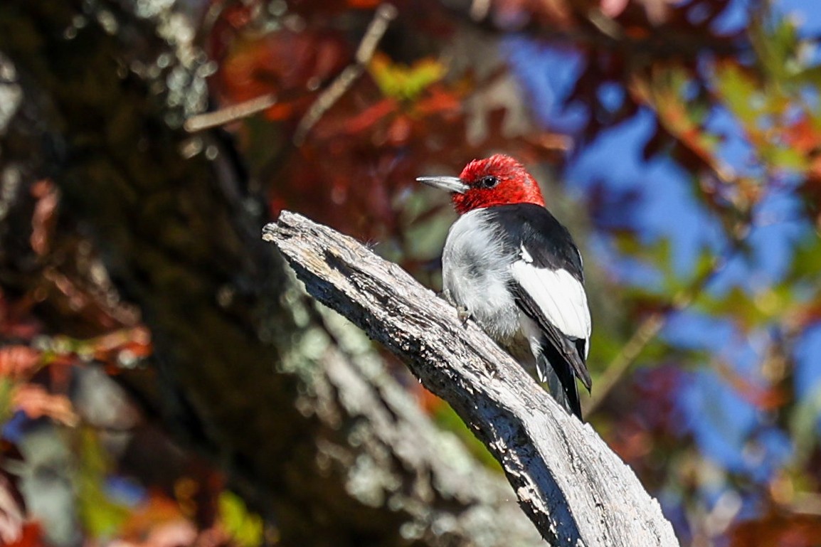 Red-headed Woodpecker - ML613602555
