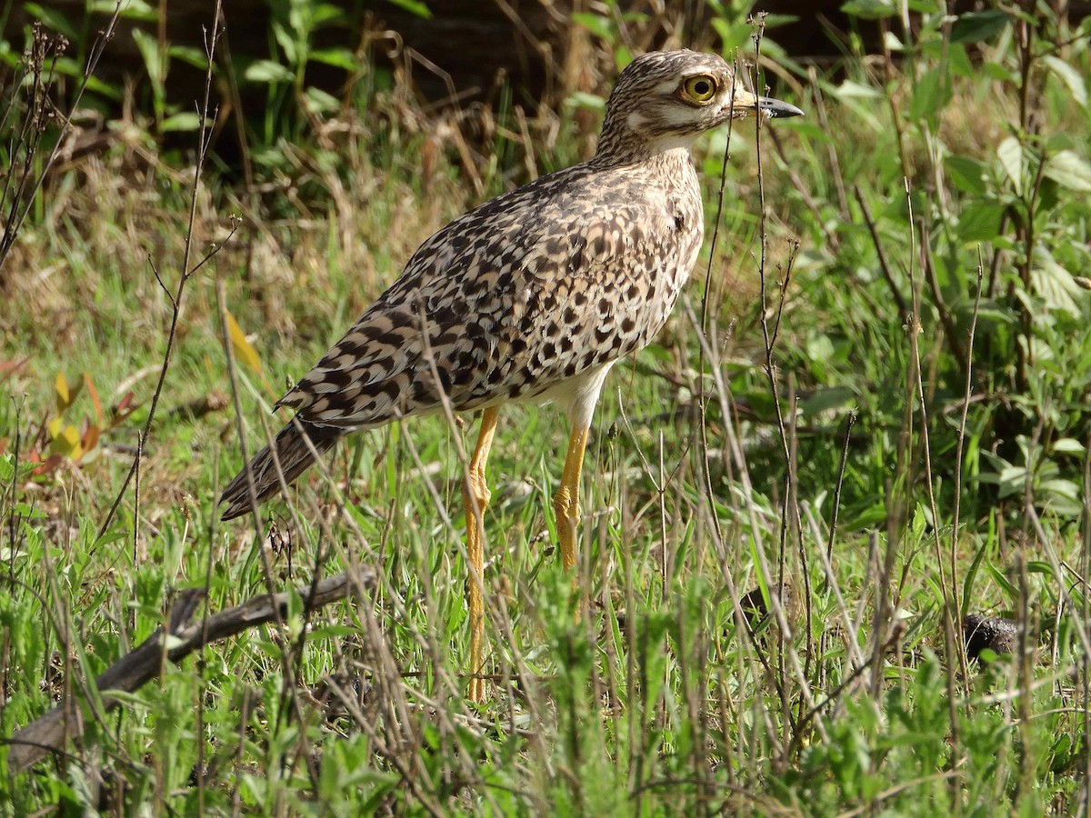 Spotted Thick-knee - ML613602766