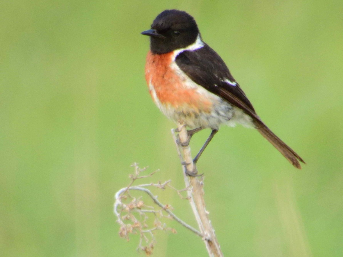 African Stonechat - ML613602815