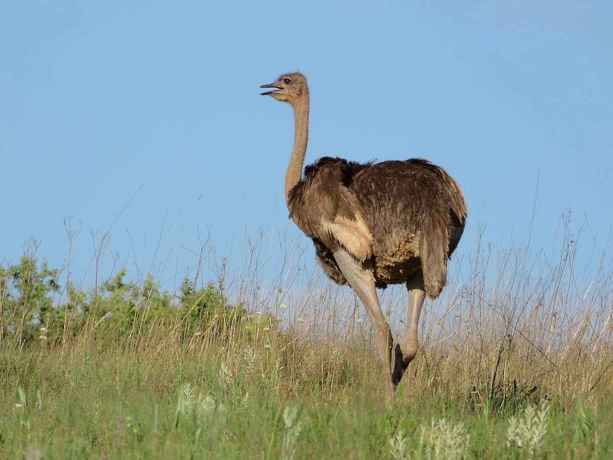 Common Ostrich - ML613602862