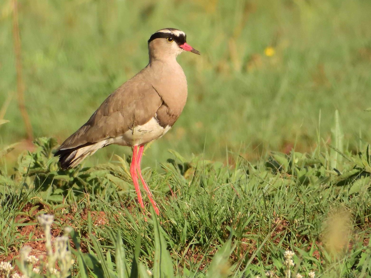 Crowned Lapwing - ML613602950