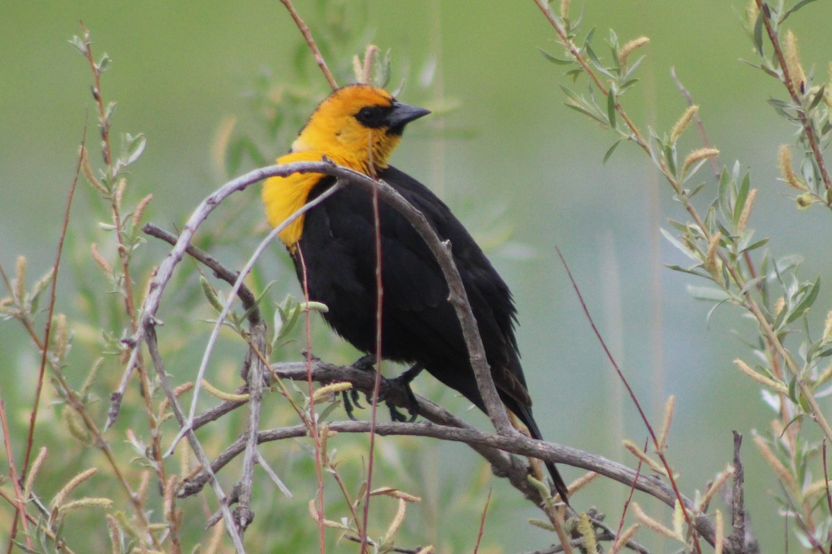 Yellow-headed Blackbird - ML613603005