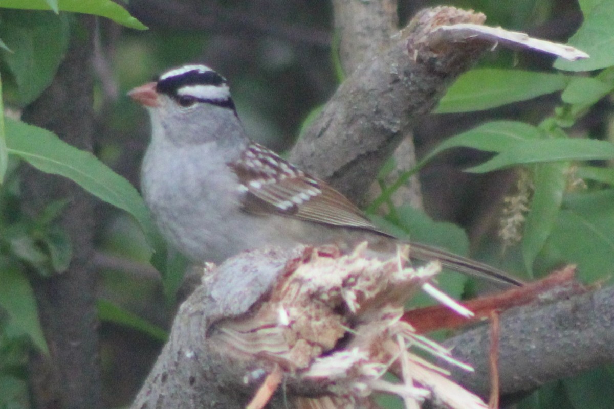 White-crowned Sparrow (oriantha) - ML613603006