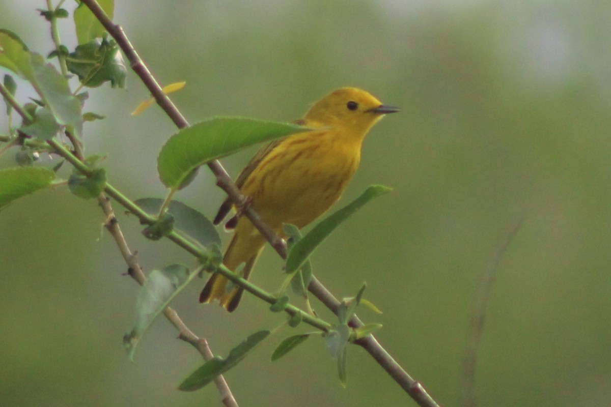 Yellow Warbler (Northern) - ML613603009