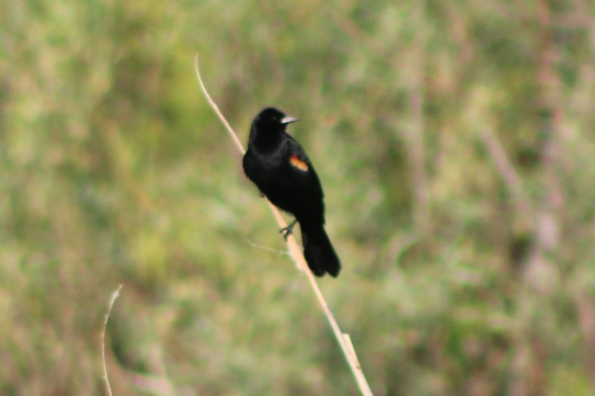 Red-winged Blackbird (Red-winged) - ML613603032