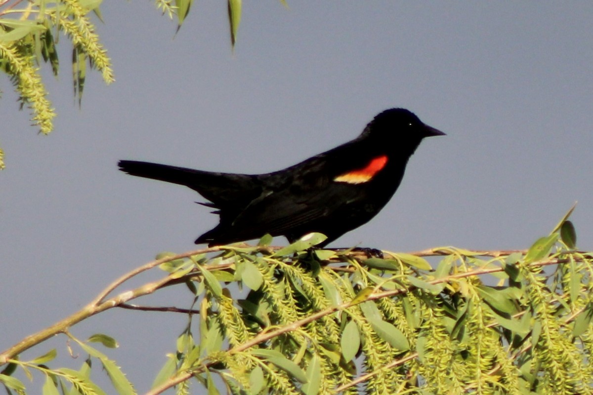 Red-winged Blackbird (Red-winged) - ML613603033
