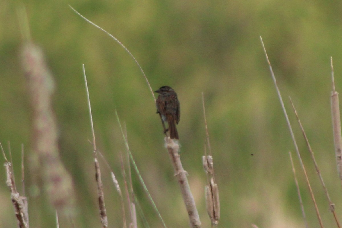 Song Sparrow (montana/merrilli) - ML613603067